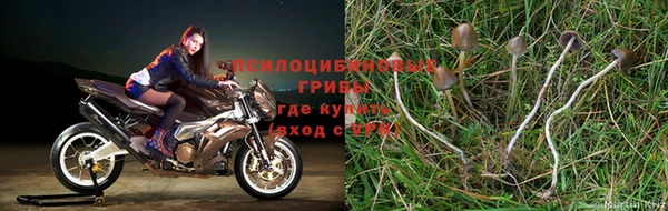 ешки Алзамай